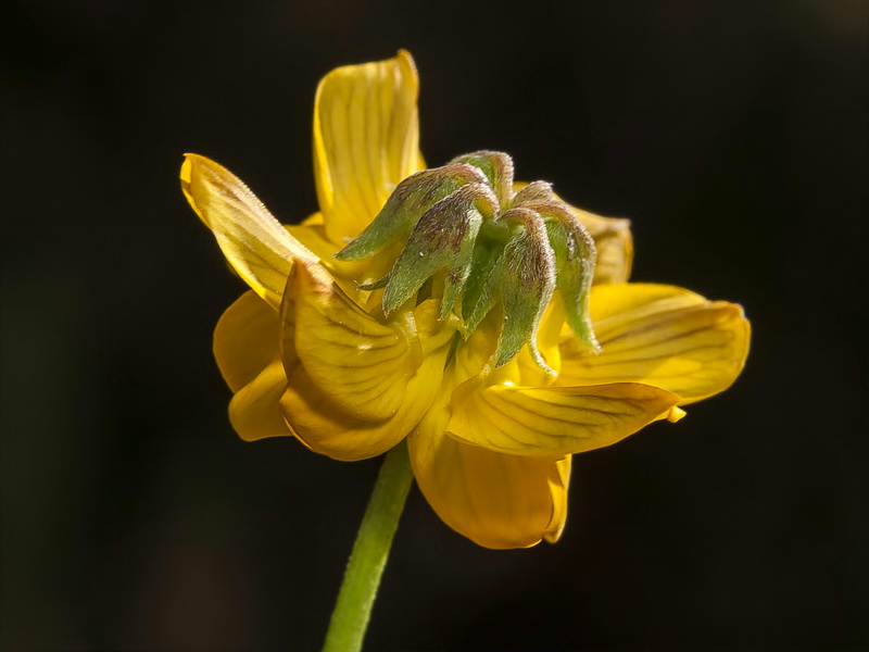 Hippocrepis nevadensis.11