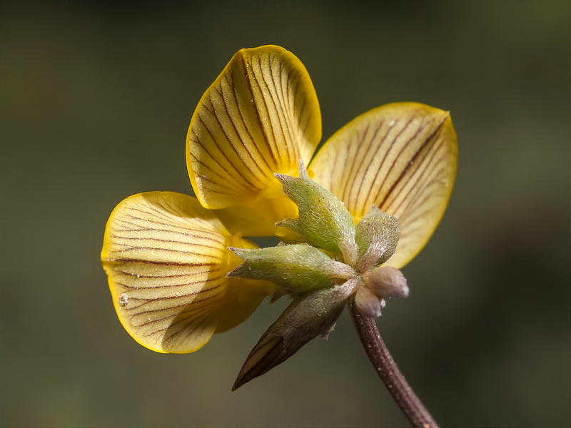 Hippocrepis nevadensis.12