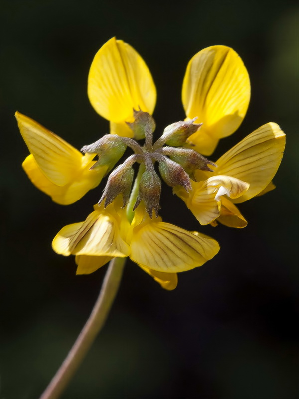 Hippocrepis nevadensis.13