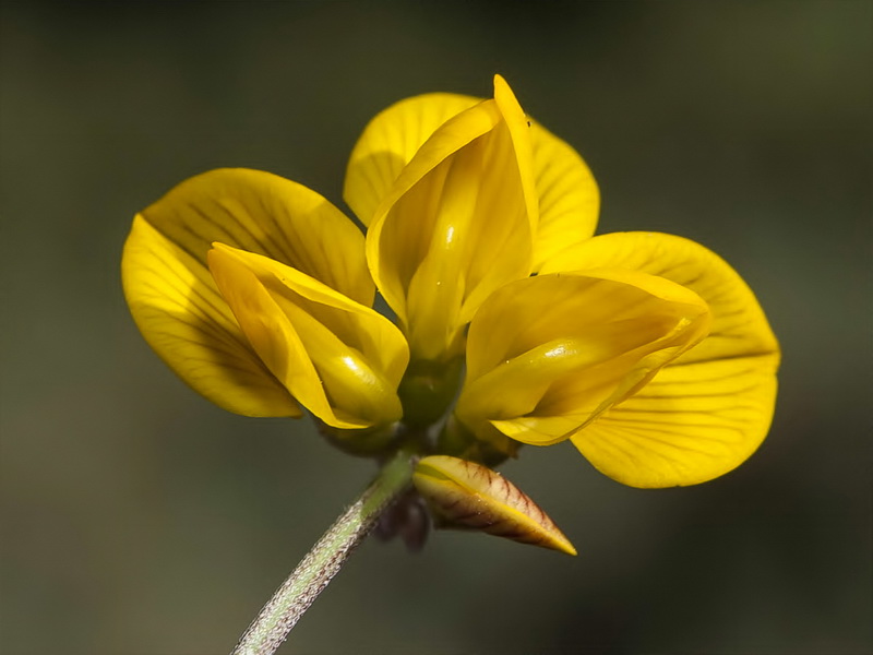 Hippocrepis nevadensis.17