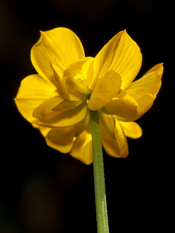 Hippocrepis nevadensis.18