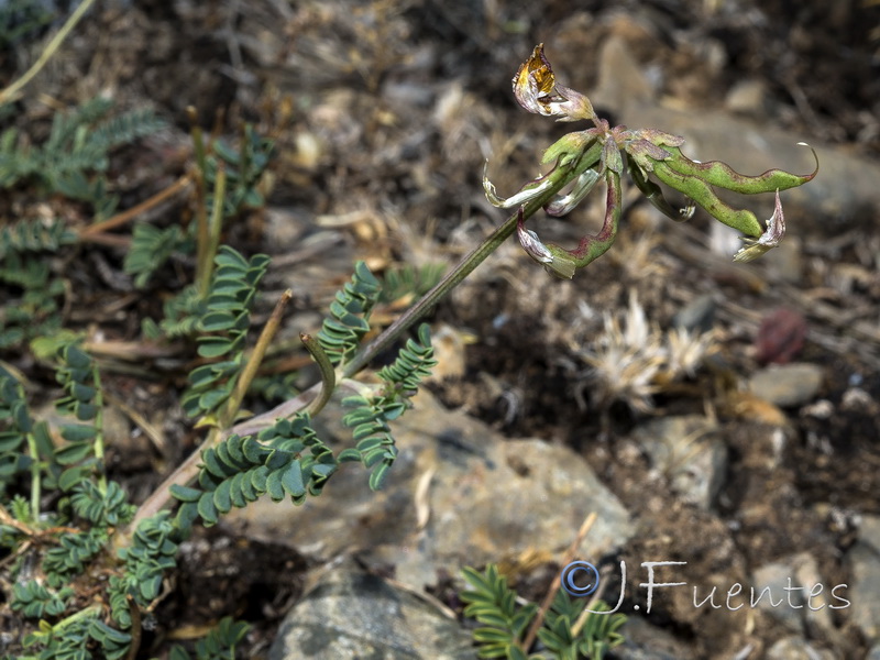 Hippocrepis nevadensis.22