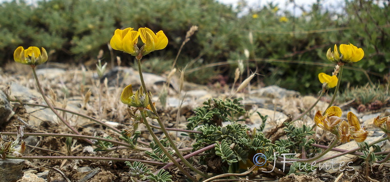 Hippocrepis nevadensis.25