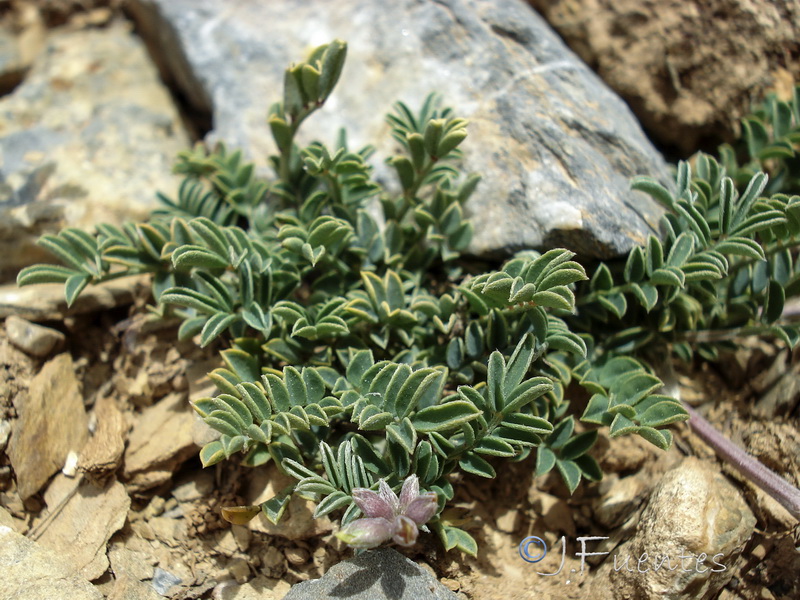 Hippocrepis nevadensis.26