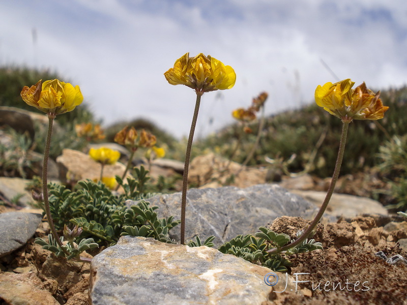 Hippocrepis nevadensis.27
