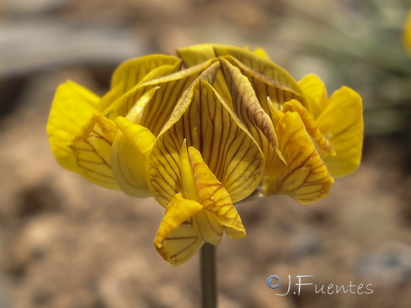 Hippocrepis nevadensis.31