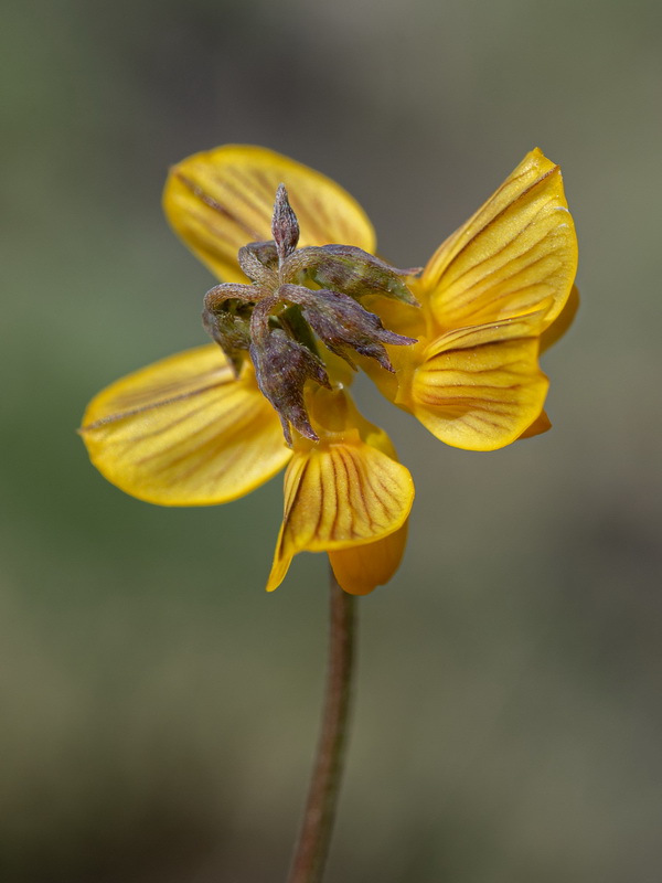 Hippocrepis nevadensis.09