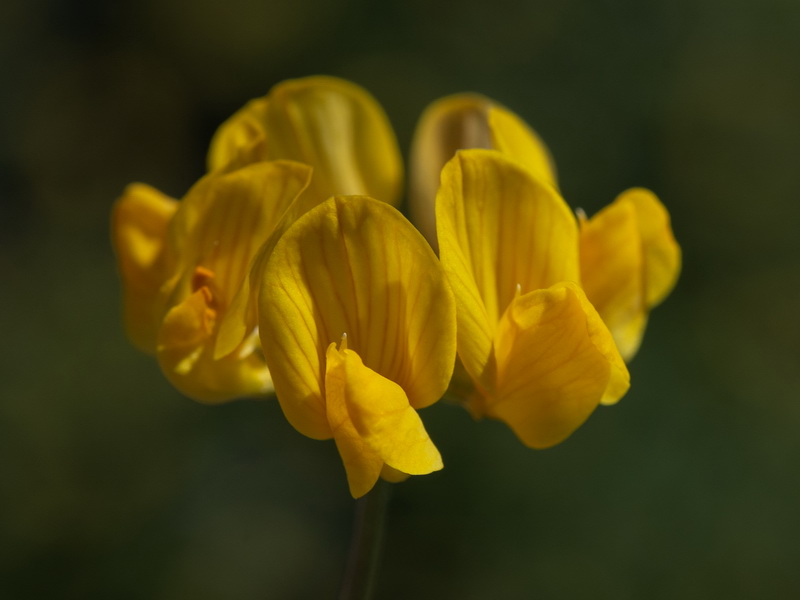 Hippocrepis nevadensis.13