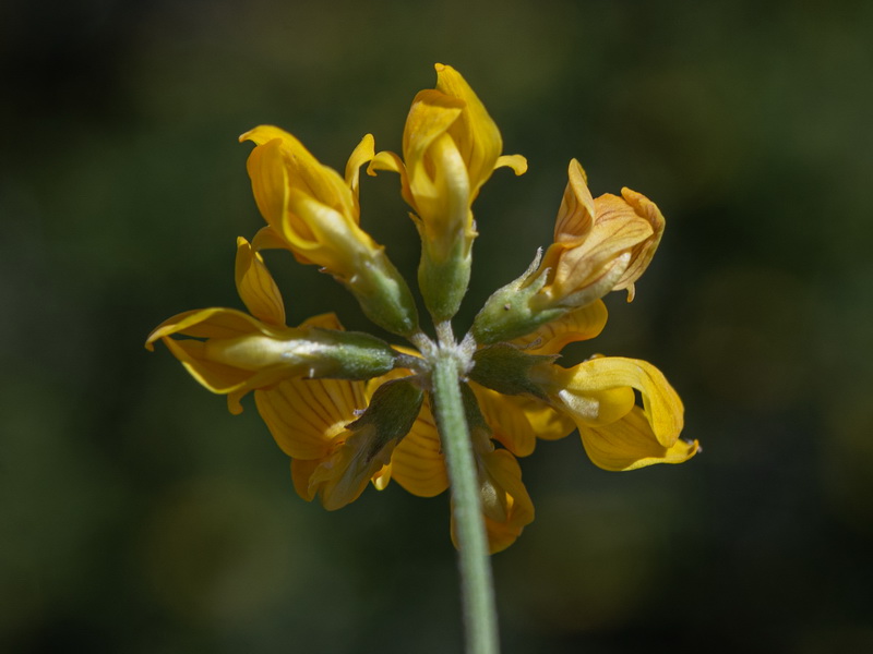 Hippocrepis nevadensis.18