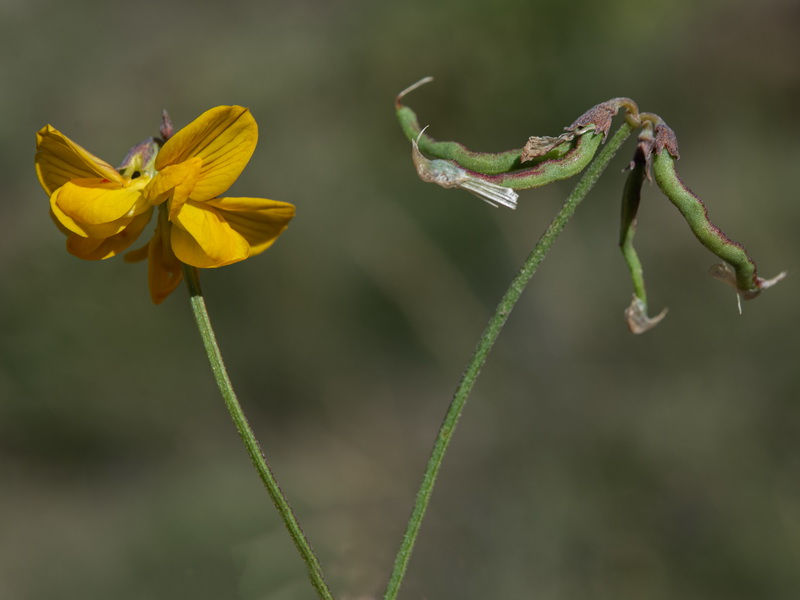 Hippocrepis nevadensis.22