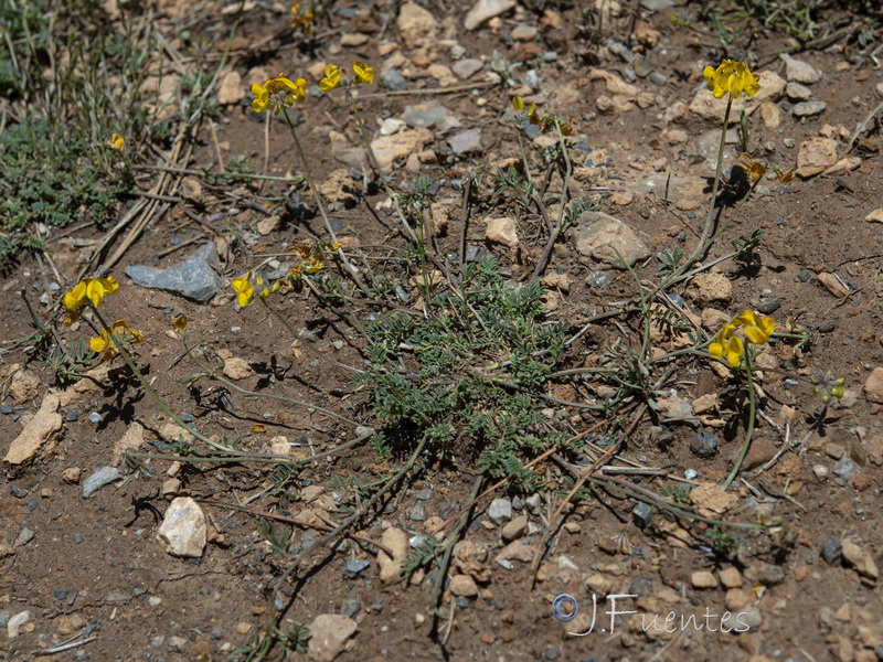 Hippocrepis nevadensis.43