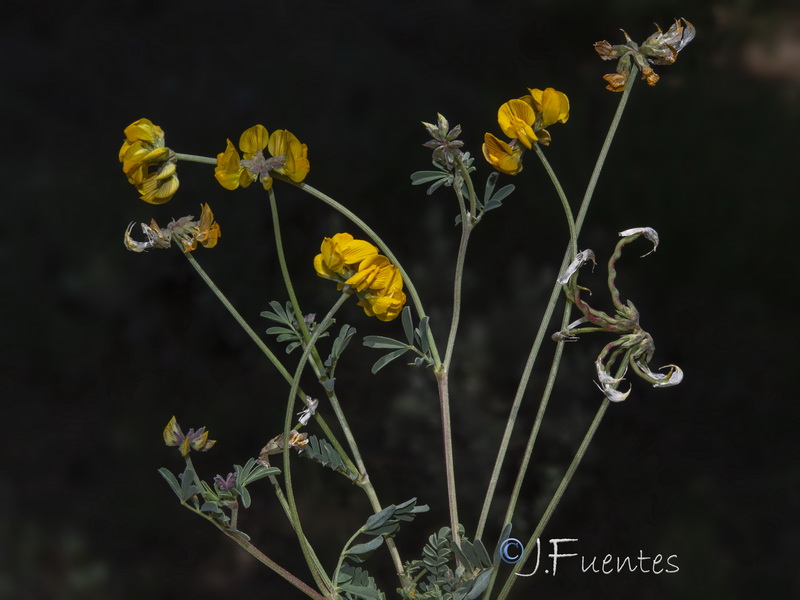Hippocrepis nevadensis.45