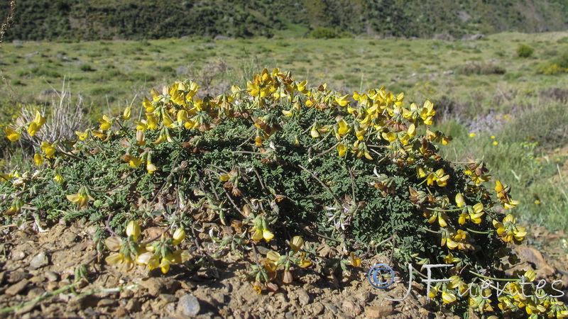 Hippocrepis prostrata 2.01