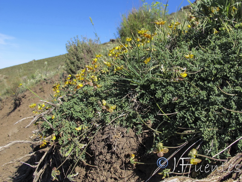 Hippocrepis prostrata 2.06