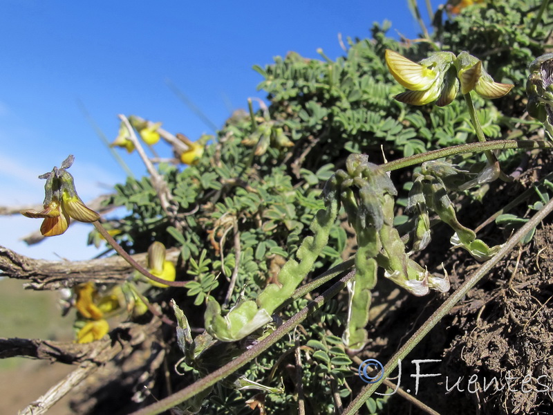 Hippocrepis prostrata 2.07