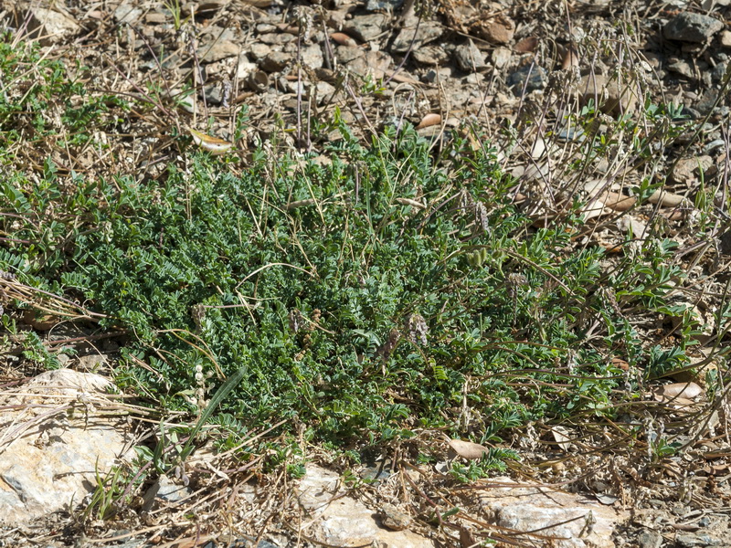 Hippocrepis prostrata.01