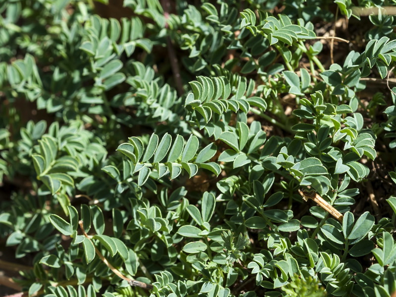 Hippocrepis prostrata.02