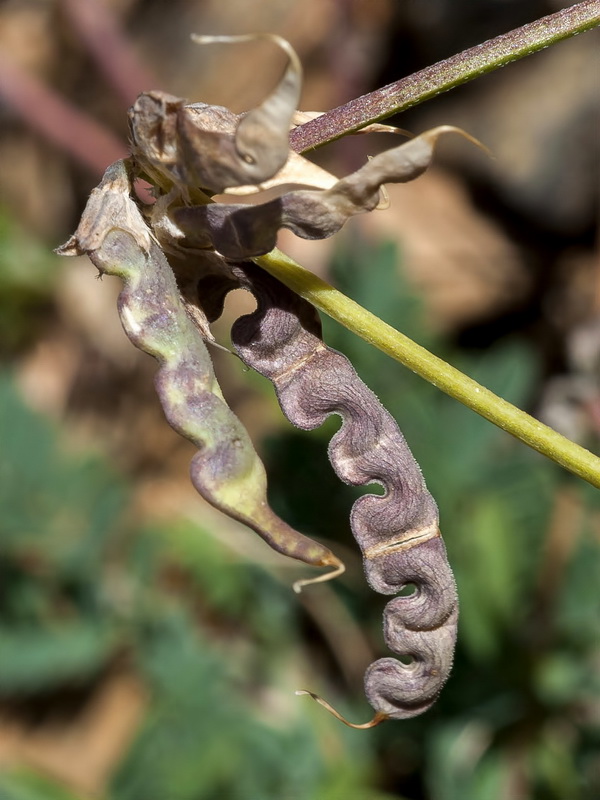 Hippocrepis prostrata.05