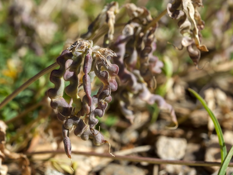 Hippocrepis prostrata.06