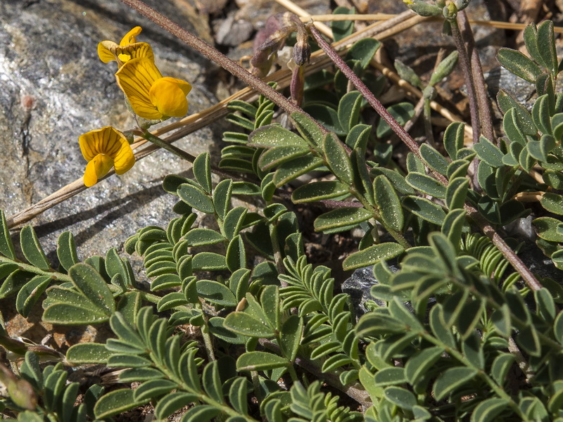 Hippocrepis prostrata.07