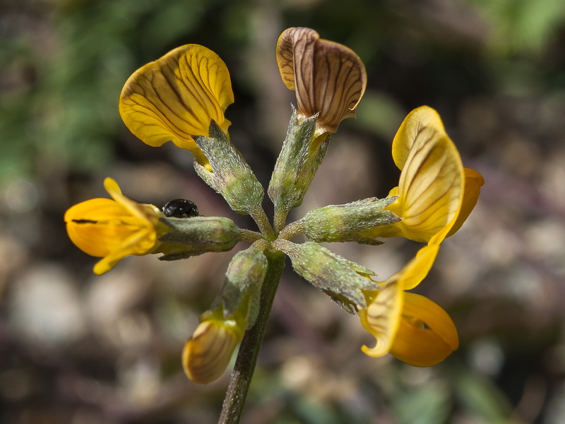 Hippocrepis prostrata.11