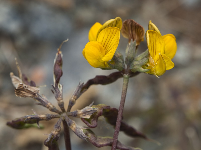 Hippocrepis prostrata.12