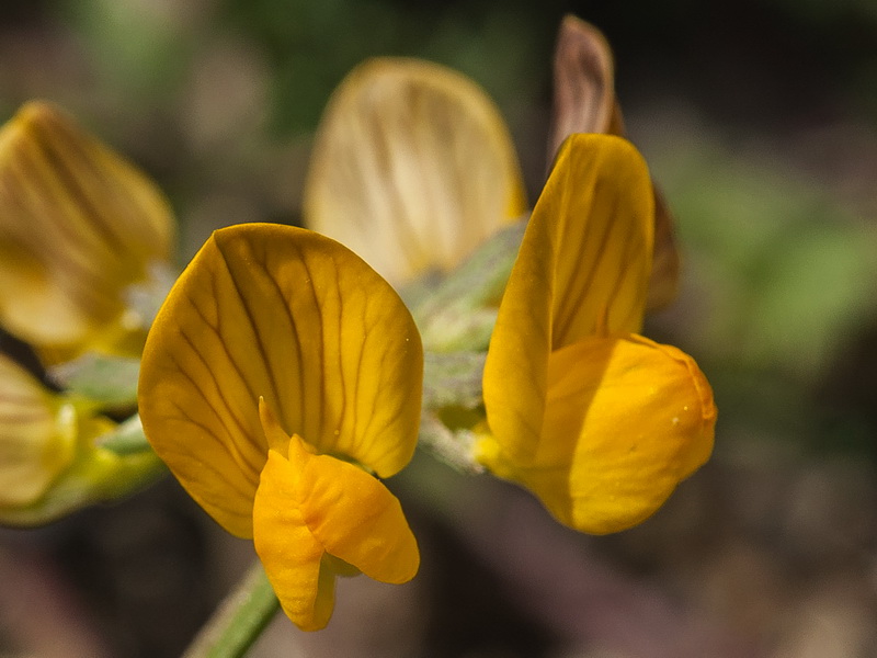 Hippocrepis prostrata.14