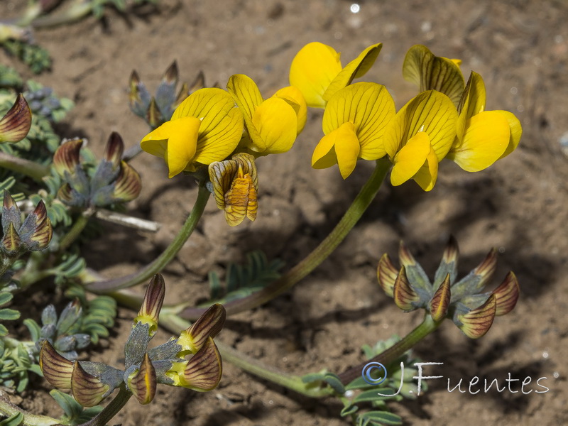 Hippocrepis prostrata.22
