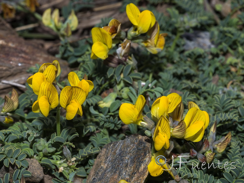 Hippocrepis prostrata.23