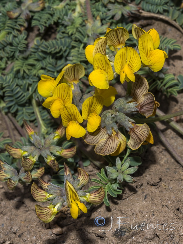 Hippocrepis prostrata.24