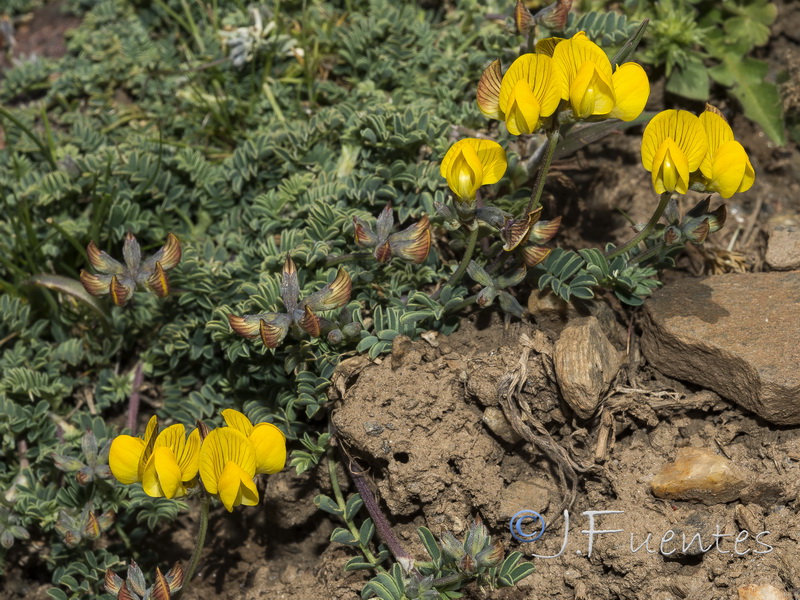Hippocrepis prostrata.26