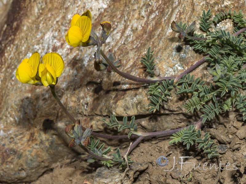 Hippocrepis prostrata.27