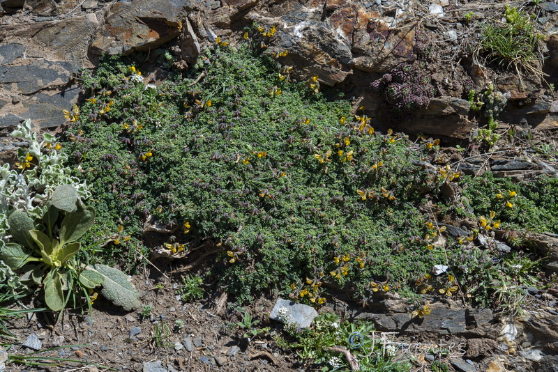 Hippocrepis prostrata.46