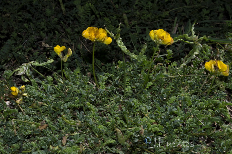 Hippocrepis prostrata.47