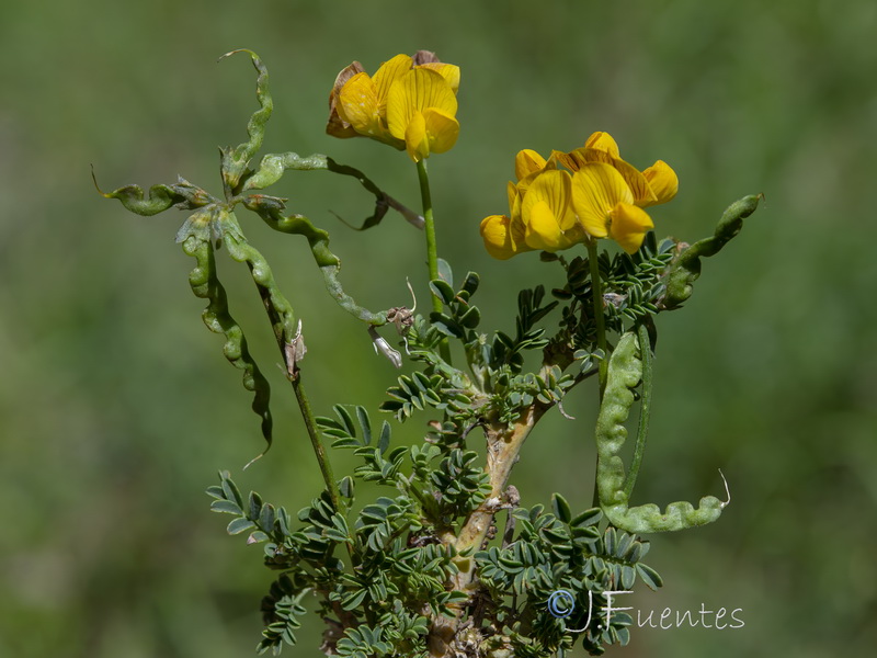 Hippocrepis prostrata.48