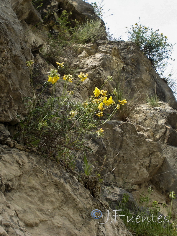 Hippocrepis rupestris.03