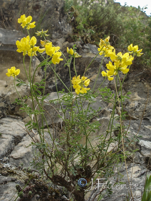Hippocrepis rupestris.04