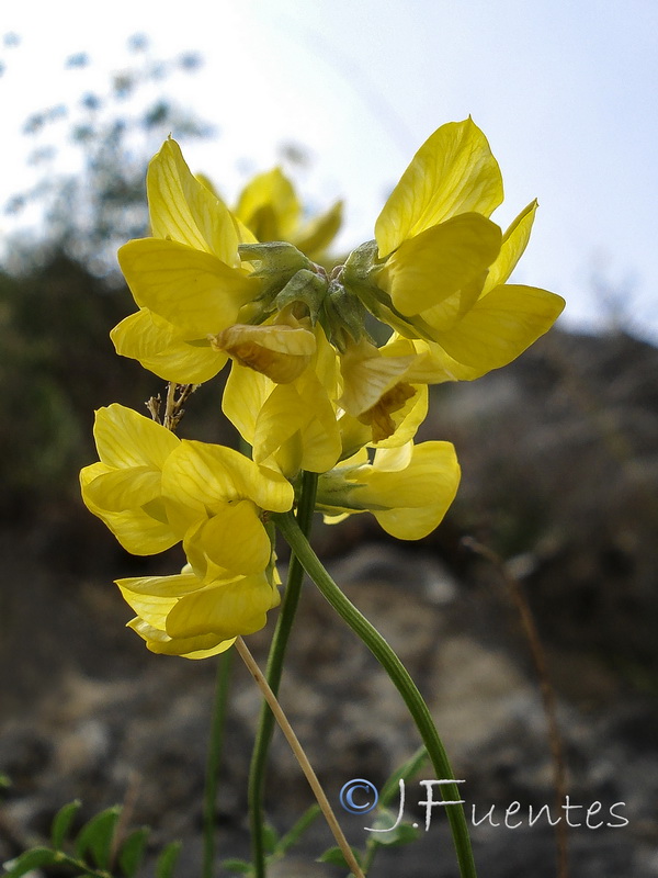 Hippocrepis rupestris.06