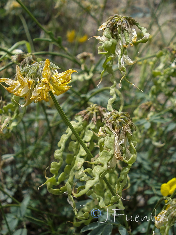Hippocrepis rupestris.08