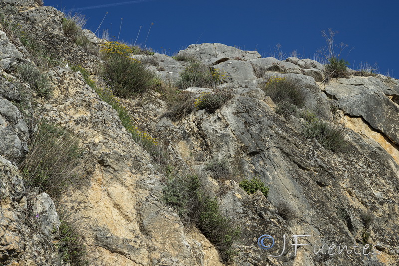 Hippocrepis rupestris.01