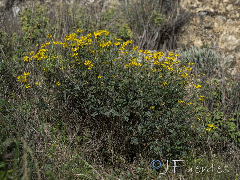 Hippocrepis rupestris.02