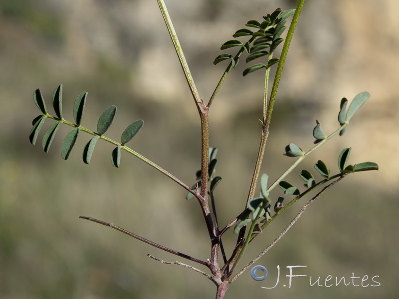 Hippocrepis rupestris.05