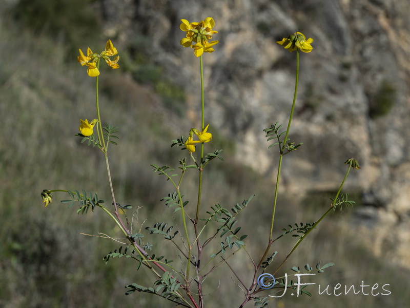 Hippocrepis rupestris.13