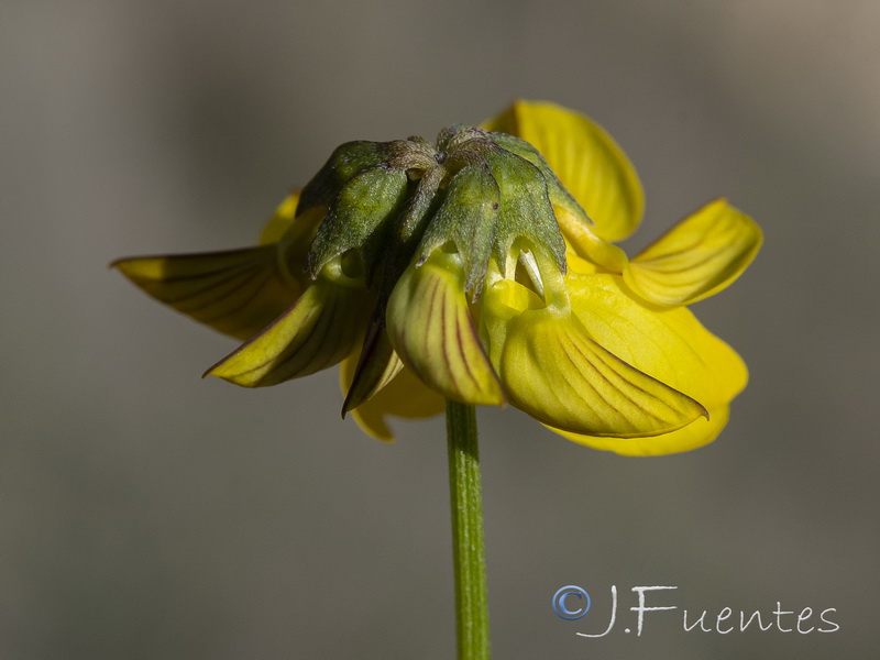 Hippocrepis rupestris.14
