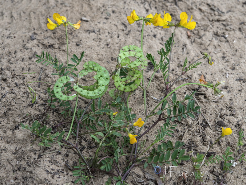Hippocrepis salzmannii.01