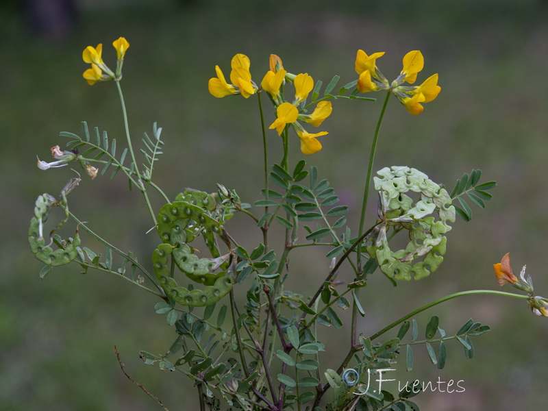 Hippocrepis salzmannii.03