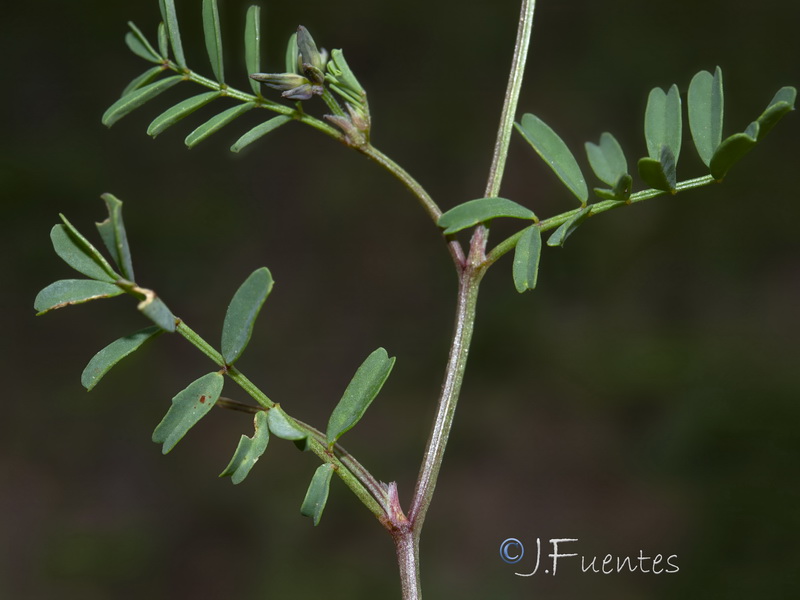 Hippocrepis salzmannii.04