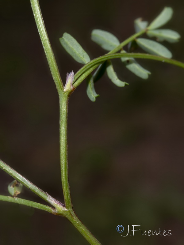 Hippocrepis salzmannii.05
