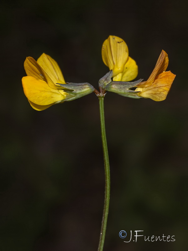 Hippocrepis salzmannii.06
