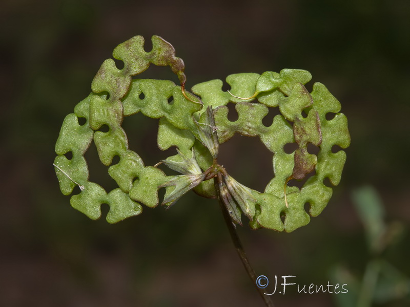 Hippocrepis salzmannii.08